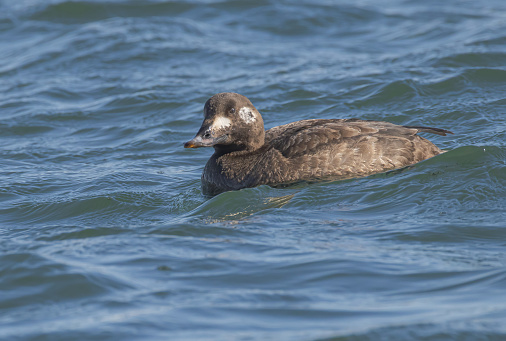 A female white scoter in the water of Lake Ontario.