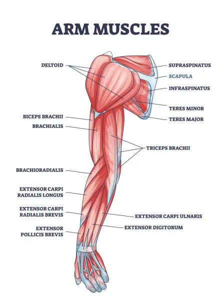 Vector illustration of Arm muscles medical description with labeled latin titles outline diagram