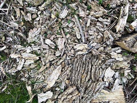 Sticks and Wood Chips