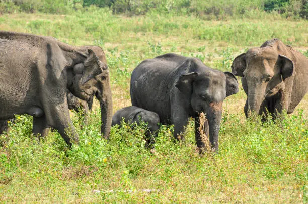 A family of five elephants of different ages roams freely on the Udawalawe National Park grass plains in Sri Lanka.
