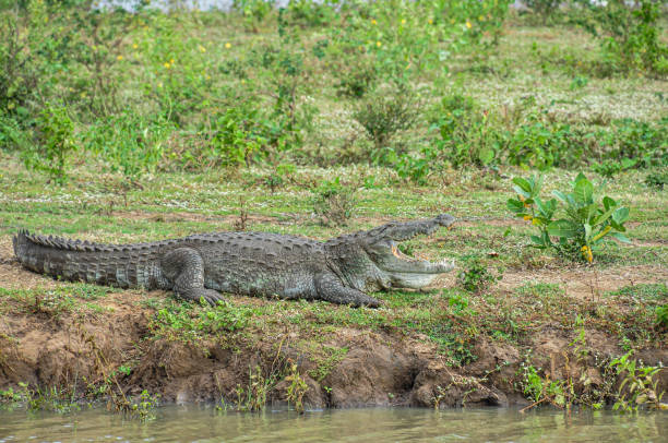 istock An Open-Mouthed Crocodile Rests on the Riverbank. 2082418405
