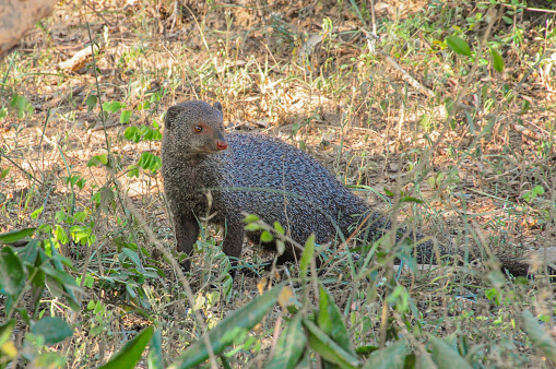 A Mongoose stands alone on the grassy ground and looks to its left.