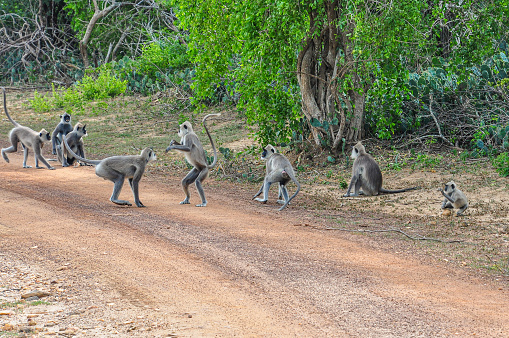 A social group of adult grey monkeys with black faces throws safety to the wind and plays on the road, leaving a baby alone on the side of the road.