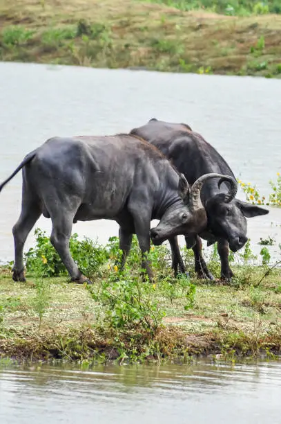 Standing on a small grass island in a waterway, two male Water Buffalo lock horns in a struggle for power.