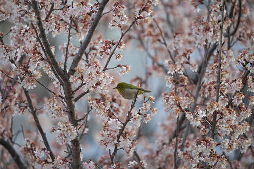 Tokyo, Japan - March 14,  2024: Warbling white-eye or Mejiro on pink wild cherry branches