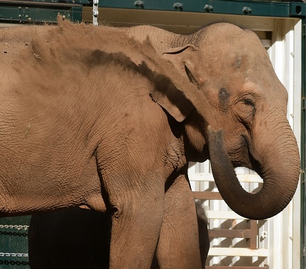 Sideview of an African elephant against tree