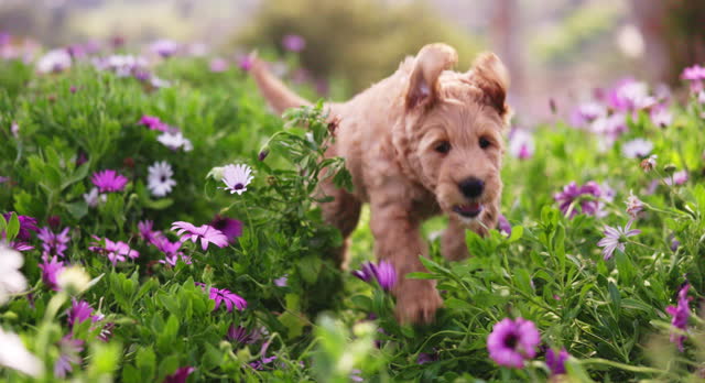 Adorable Puppy Frolicking Running Through the Flower Field in Spring