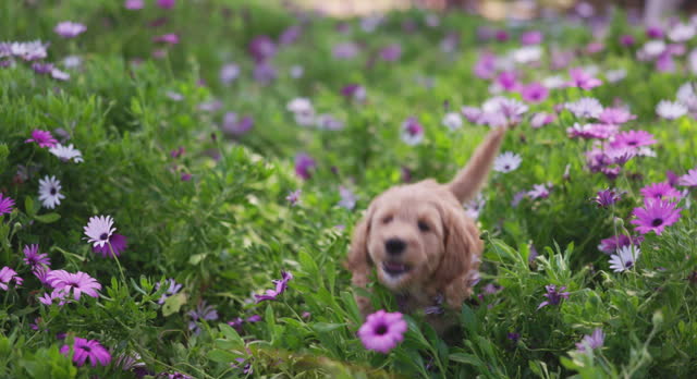 Adorable Puppy Frolicking Running Through the Flower Field in Spring