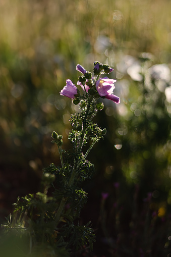 Pink mallow flower on a meadow in the morning light. Ontario, Canada.