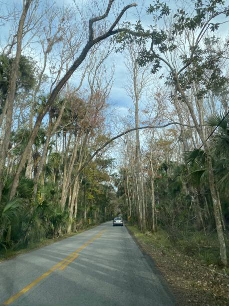 istock Bulow Creek State Park, Florida 2082513416