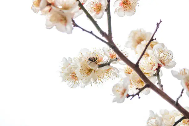Beautiful white plum blossoms with honeybee in early spring.