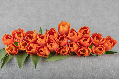 Orange tulips on grey background. Flower garland for your creativity, inspiration, greeting card. Pano.