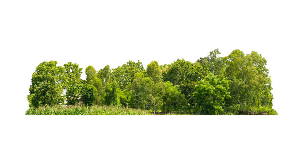 istock Group green tree isolate on white background. Cutout tree line. Row of green trees and shrubs in summer isolated on white background. ForestScene. High quality clipping mask. 2082522434