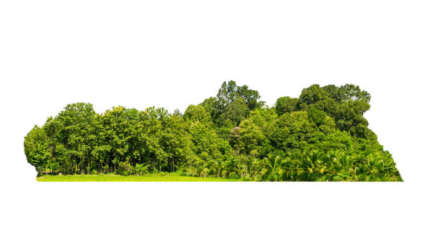istock Group green tree isolate on white background. Cutout tree line. Row of green trees and shrubs in summer isolated on white background. ForestScene. High quality clipping mask. 2082522441