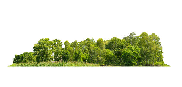 istock Group green tree isolate on white background. Cutout tree line. Row of green trees and shrubs in summer isolated on white background. ForestScene. High quality clipping mask. 2082522442