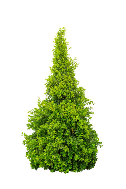 istock Green bush isolated on white background. Large trees database Botanical garden organization elements of Asian nature in Thailand, tropical trees isolated used for design, 2082522953