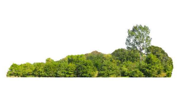 istock Group green tree isolate on white background. Cutout tree line. Row of green trees and shrubs in summer isolated on white background. ForestScene. High quality clipping mask. 2082522959