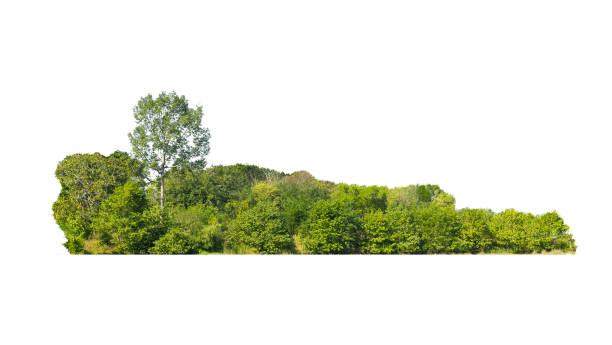 istock group green tree isolate on white background. Cutout tree line. Row of green trees and shrubs in summer isolated on white background. ForestScene. High quality clipping mask. 2082522964