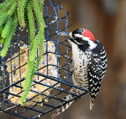Stunning handsome Downey Woodpecker eating bird seed suet in tree