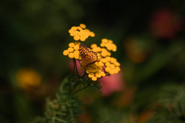 Yellow flowers with a butterfly on a blurred background.