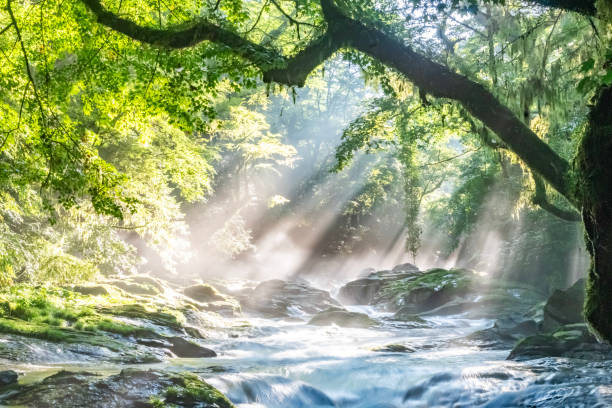 istock Fresh greenery and rays of light in Kikuchi Valley 2082543971