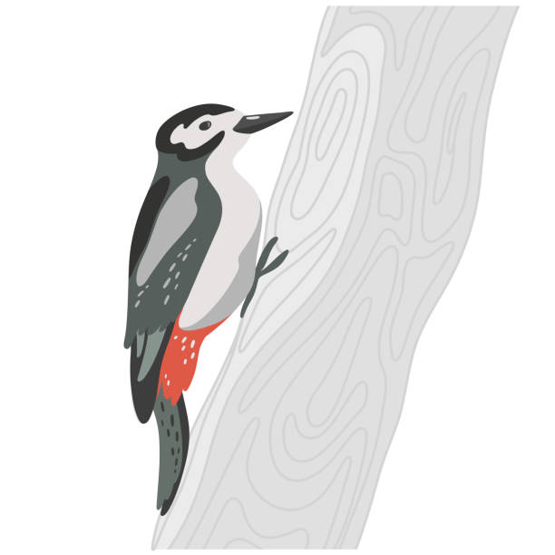 Woodpecker on Tree. Flat Vector Illustration of a Colorful Woodpecker Perched on a Branch. Woodpecker on Tree Branch Flat Vector Illustration of a Colorful Woodpecker Perched on a Branch. Cartoon illustration dendrocopos major stock illustrations