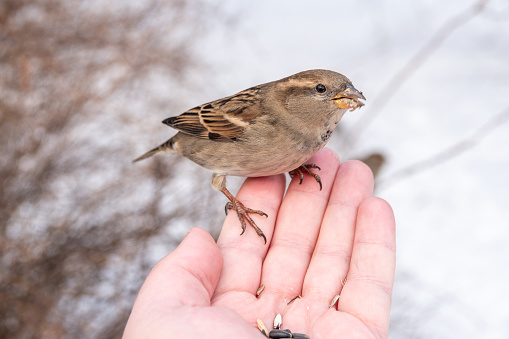 A sparrow sits on a man's hand and eats seeds. Taking care of birds in winter.
