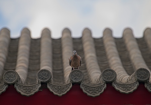 Most common bird in Beijing is pigeon. Normally, pigeon is somebody's pet and been released free a couple of time per day.