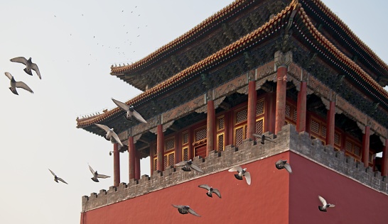 Pigeon fly front of Forbidden city. Pigeons in Beijing are mostly somebody's pet. They set free a couple of time per day.