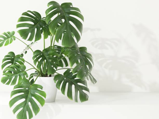 istock Green tropical giant monstera tree plant in sunlight, soft shadow on white wall room 2082621784
