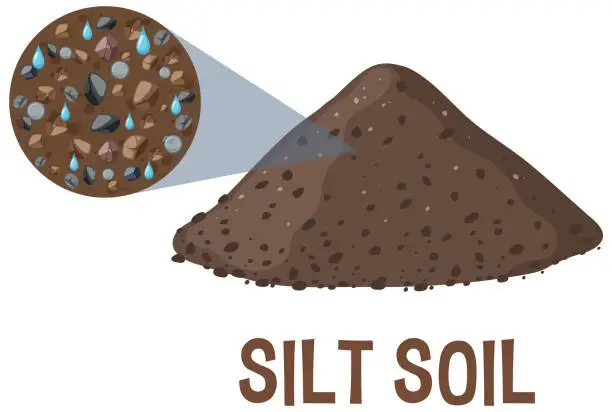 Vector illustration of Detailed vector of silt soil and its components