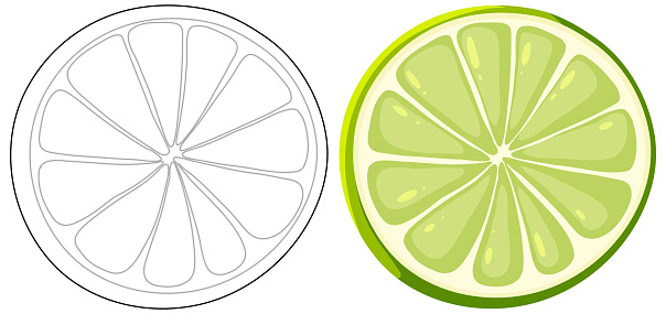 Vector art of a lime and its cross-section.