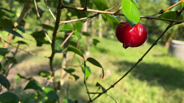 Fresh Organic Acerola Cherry