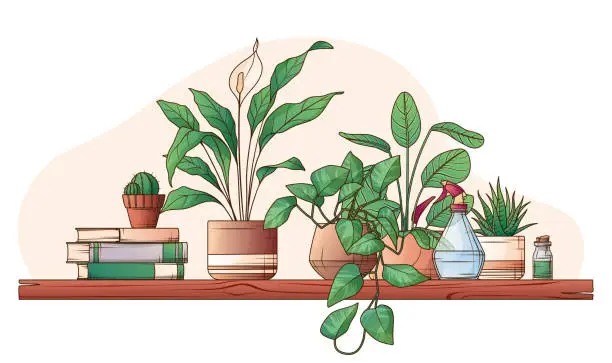 Vector illustration of Vector illustration of shelf with houseplants, books.