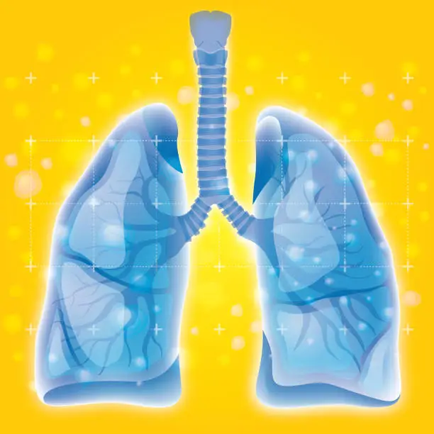 Vector illustration of Human Lung