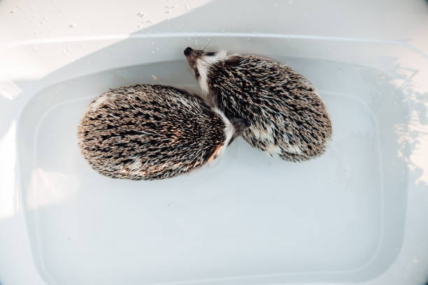 Two hedgehogs swimming in a bath. Hedgehogs bathing.Hygiene and cleanliness of pets. process of washing a hedgehogs.
