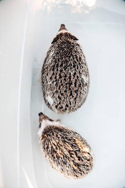 istock Hedgehogs bathing.African pygmy hedgehogs in a bath.Hygiene and cleanliness of pets. process of washing a hedgehogs. Hand pours water on a hedgehog close-up. 2082707364