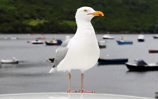 A seagull perched on a post with the ocean behind