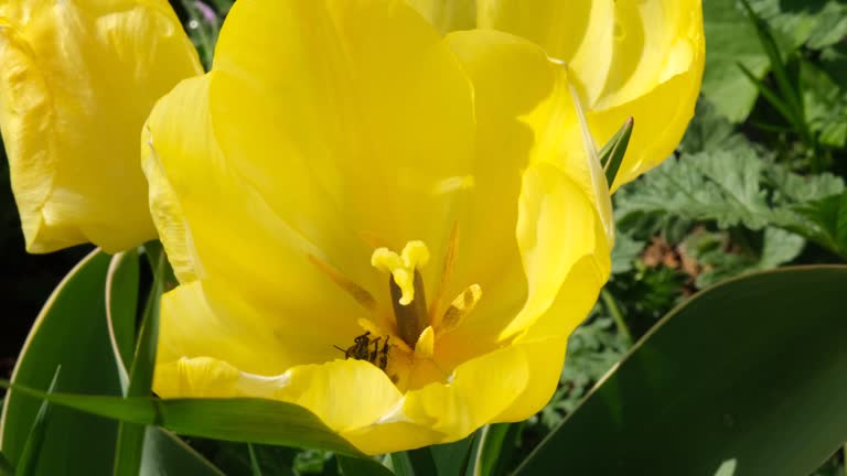 Bee in a tulip close-up