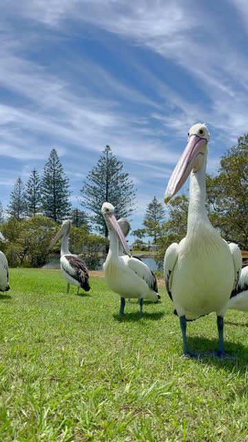 Video close-up of a group of pelicans  standing around on the grass.  Looking at the camera.  Blue cloudy sky and pine trees in the distance. Gold Coast Queensland Australia