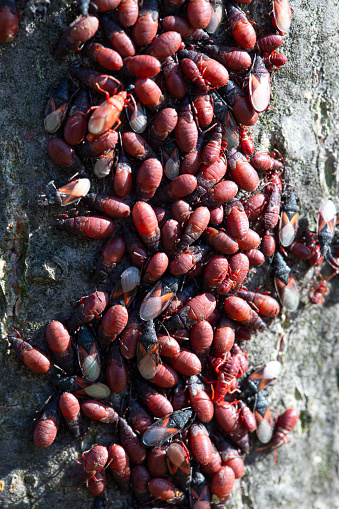 A dense gathering of Pyrrhocoris apterus nymphs, showcasing their striking red coloration against tree bark