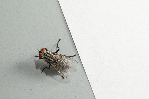 A detailed macro shot captures a common housefly resting on the boundary of a white and grey surface