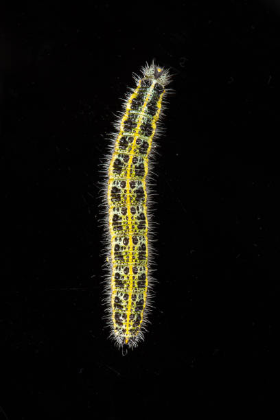 istock Vibrant caterpillar on dark backdrop in macro shot 2082773616