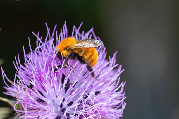 istock Bumblebee Pollinating a Purple Thistle Flower 2082777827