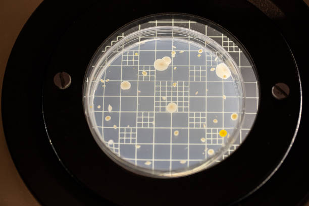 A petri dish displaying the growth of bacterial colonies in a laboratory environment, useful for scientific and medical research