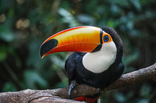 istock Toco Toucan is found throughout central and eastern South America 2082789365