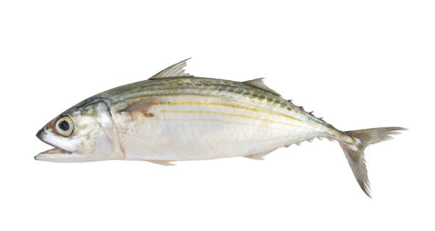istock Indian mackerel isolated on white background, Rastrelliger kanagurta 2082789892