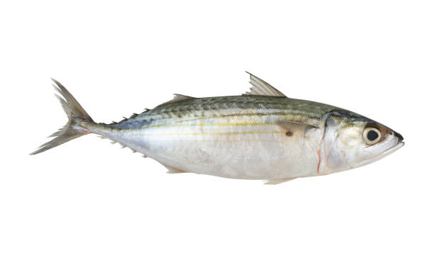 istock Indian mackerel isolated on white background, Rastrelliger kanagurta 2082789893