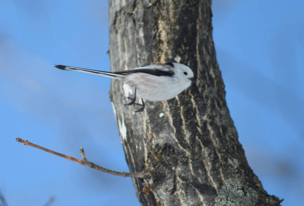 istock Long-tailed tit jumping from a maple tree in a park in Hokkaido. 2082817388