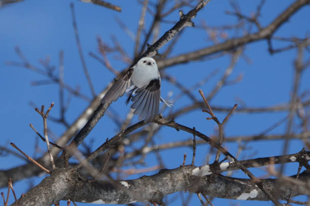 istock A long-tailed tit flapping its wings on a maple tree in a park in Hokkaido. 2082821987